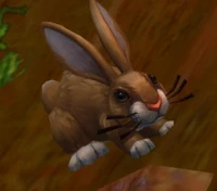 Image of Mountain Cottontail