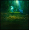 Druid
