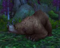 Image of Elder Ashenvale Bear