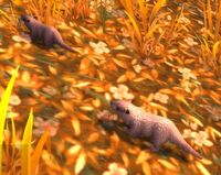 Image of Golden Civet Kitten