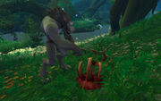 Feral Worgen over its prey