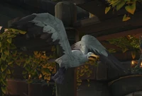 Image of Agitated Albatross