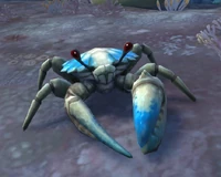 Image of Sandclaw Crab