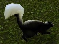 Image of Highlands Skunk