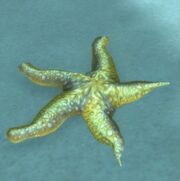 Saltwater Star