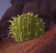 Caromzar Cactus