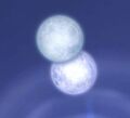 The two moons.