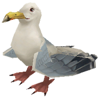 Seagull