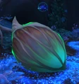 Incubating