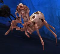 Image of Anub'ar Webspinner