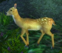 Image of Deer