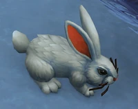 Image of Arctic Hare