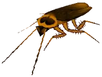 Image of Roach