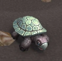 Image of Turquoise Turtle