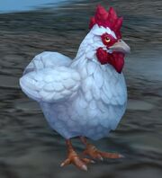 Dun Morogh Chicken