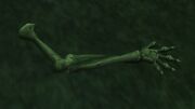 Intact Imp Bones