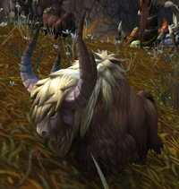 Image of Ordo Yak Calf