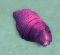 Image of Sea Cucumber