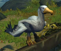 Image of Coastal Albatross