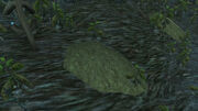 A Shallow Grave.jpg