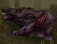 Image of Diseased Grizzly