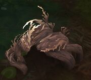 Writhebark