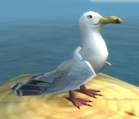 Image of Sea Gull