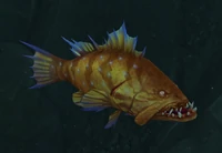 Image of Coldwater Goldscale