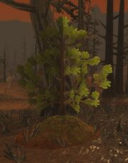 Gaea Dirt Mound planted