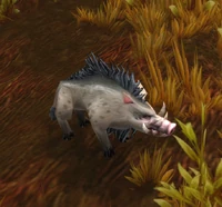 Image of Imported Mottled Boar
