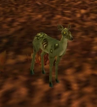 Image of Infected Fawn