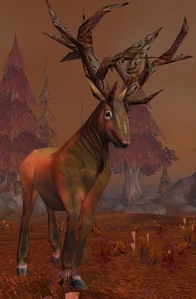 Image of Mosshoof Courser