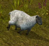 Image of Sheep