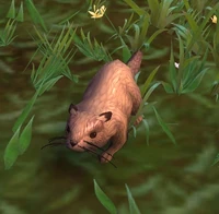 Image of Long-Eared Mink