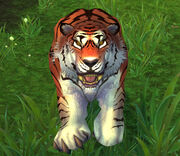 Windward Tiger