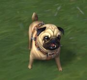 Charlie - Pug