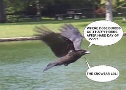 Storm-crow.jpg