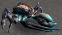 Image of Pygmy Tide Crawler