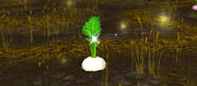 Root Vegetable