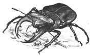 Carrionbeetle