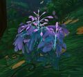 Normal dreamleaf