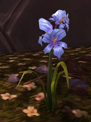 Talador Orchid.jpg