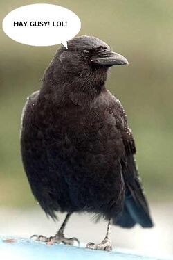 Alamo-Crow.jpg