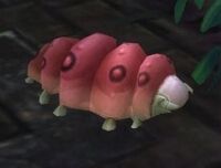 Image of Jungle Grub