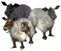 Old sheep model, updated in 7.0.