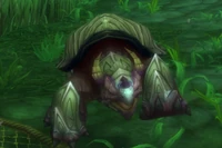 Image of Pearly Tortoise