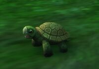 Image of Emerald Turtle