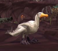 Image of Cove Seagull