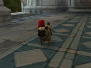Crithto with fez