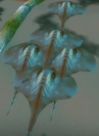 Image of Giant Driftray